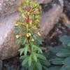 Thumbnail #4 of Euphorbia x martini by palmbob