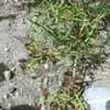 Thumbnail #2 of Koeberlinia spinosa by palmbob