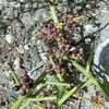 Thumbnail #3 of Koeberlinia spinosa by palmbob