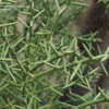 Thumbnail #5 of Koeberlinia spinosa by palmbob
