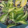 Thumbnail #2 of Sedum sieboldii by DougC