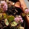 Thumbnail #5 of Sedum sieboldii by dirt_digger