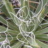 Thumbnail #3 of Yucca nana by plutodrive