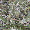 Thumbnail #4 of Yucca nana by plutodrive