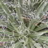 Thumbnail #5 of Yucca nana by plutodrive