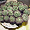 Thumbnail #2 of Rebutia mentosa by palmbob