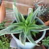 Thumbnail #3 of Aloe  by shabbyaby