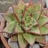 Thumbnail #2 of Echeveria agavoides by cactus_lover