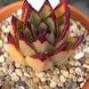 Thumbnail #3 of Echeveria agavoides by palmbob
