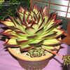 Thumbnail #4 of Echeveria agavoides by palmbob