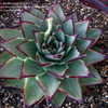 Thumbnail #5 of Echeveria agavoides by aledlheaext