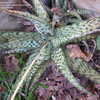 Thumbnail #4 of Aloe  by palmbob