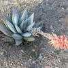 Thumbnail #2 of Aloe claviflora by palmbob
