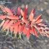 Thumbnail #4 of Aloe claviflora by palmbob