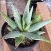 Thumbnail #5 of Aloe claviflora by palmbob