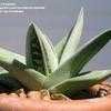 Thumbnail #1 of X Gasteraloe  by kniphofia