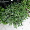 Thumbnail #2 of Crassula pruinosa by palmbob