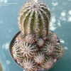 Thumbnail #3 of Echinopsis  by Gourd