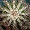 Thumbnail #4 of Echinopsis  by Gourd