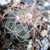 Thumbnail #2 of Echinocactus horizonthalonius by palmbob