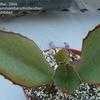 Thumbnail #5 of Kalanchoe synsepala by thistlesifter