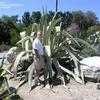 Thumbnail #3 of Agave americana var. striata by palmbob