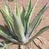 Thumbnail #1 of Agave americana var. striata by palmbob