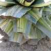 Thumbnail #4 of Agave americana var. striata by palmbob