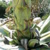 Thumbnail #5 of Agave americana var. striata by palmbob