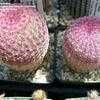 Thumbnail #1 of Echinocereus rigidissimus subsp. rubispinus by palmbob