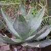 Thumbnail #2 of Agave titanota by palmbob