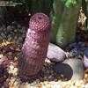 Thumbnail #5 of Echinocereus rigidissimus subsp. rubispinus by franj