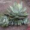 Thumbnail #1 of Agave titanota by palmbob