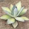 Thumbnail #5 of Agave titanota by Xenomorf