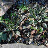 Thumbnail #2 of Agave toumeyana var. bella by growin