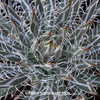 Thumbnail #4 of Agave toumeyana var. bella by Kell