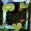 Thumbnail #2 of Dioscorea macrostachys by arsenic