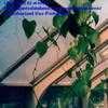 Thumbnail #4 of Dioscorea macrostachys by arsenic