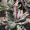 Thumbnail #1 of Aloe maculata var. latifolia by palmbob