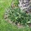 Thumbnail #3 of Aloe maculata var. latifolia by vcb1