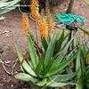 Thumbnail #1 of Aloe dawei by palmbob