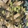 Thumbnail #5 of Aloe maculata var. latifolia by vcb1