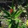 Thumbnail #3 of Aloe dawei by thistlesifter