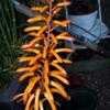 Thumbnail #4 of Aloe dawei by palmbob