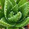 Thumbnail #1 of Aloe perfoliata by Happenstance