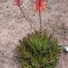 Thumbnail #3 of Aloe perfoliata by palmbob