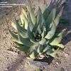 Thumbnail #1 of Aloe falcata by palmbob