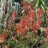 Thumbnail #5 of Aloe perfoliata by RWhiz