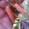Thumbnail #5 of Aloe falcata by palmbob