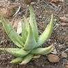 Thumbnail #3 of Aloe falcata by palmbob